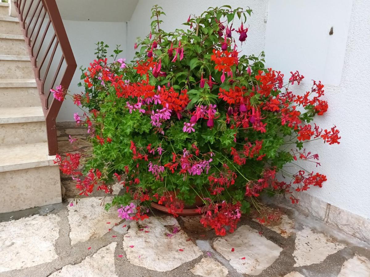 Apartments Leo Rovinj Zewnętrze zdjęcie